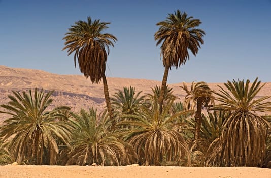 The Palm Trees of Ain Ahmed