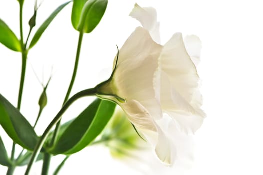 Isolated white flowers