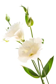 Isolated white flowers