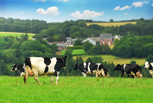 Cows in a pasture