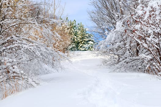 Path in winter forest
