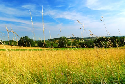 Country meadow landscape