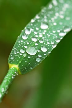 Raindrops on grass