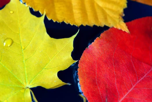Fall leaves in water