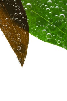 Green leaves in water