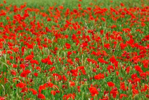 Poppies in rye