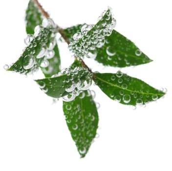 Green leaves in water