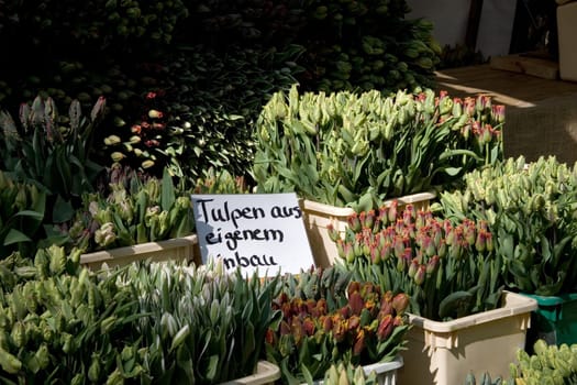 Tulip stand
