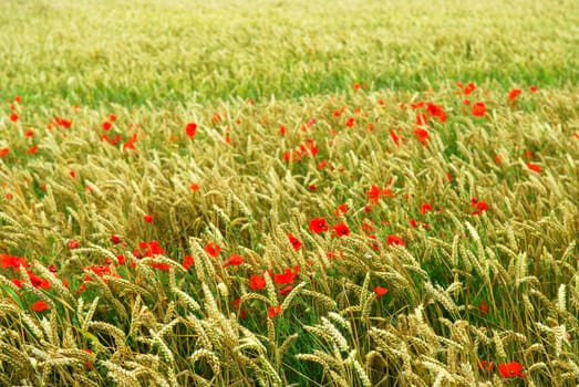 Poppies in rye
