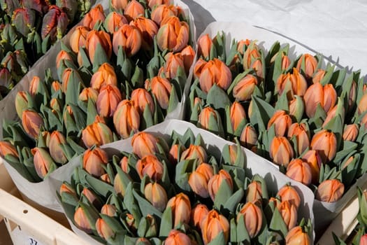 Tulip pot