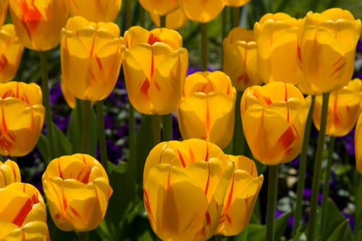 Tulip blossoms