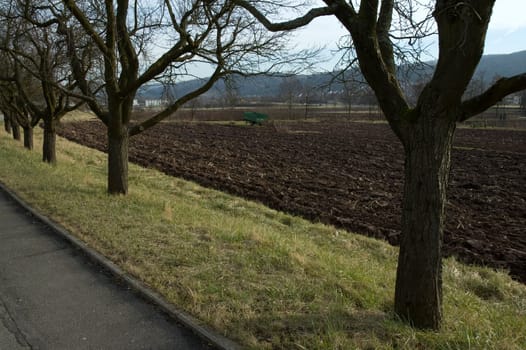 Fruit trees in late autumn