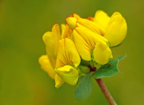 Corn clover [Lotus corniculatus]