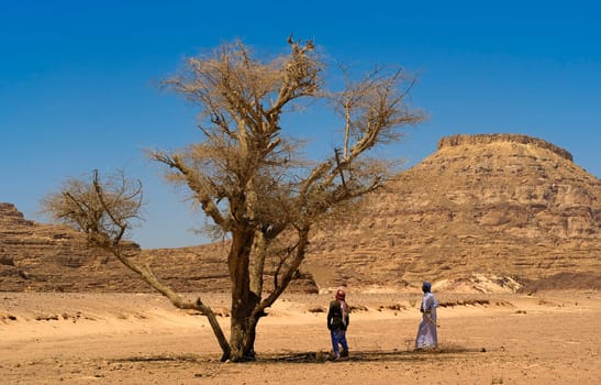 Gathering wood in the desert