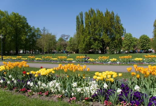 Tulips in the park