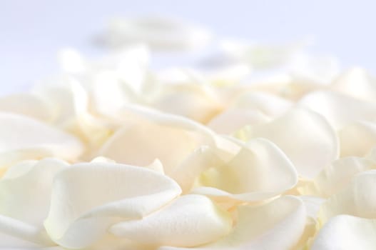 Rose petals