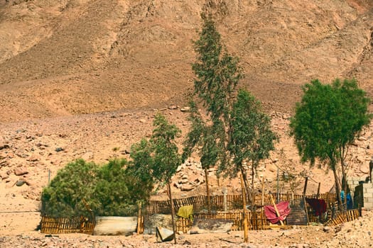 Bedouin Garden