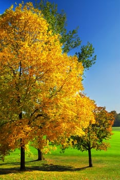 Autumn trees
