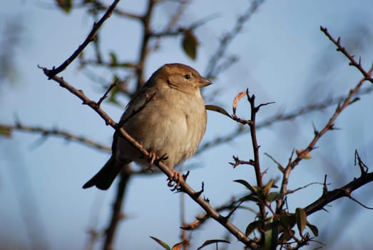 Sparrow