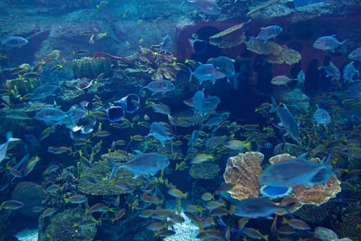 Marine life