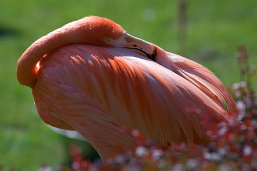 Flamingo