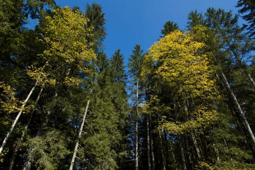 Mountain forest