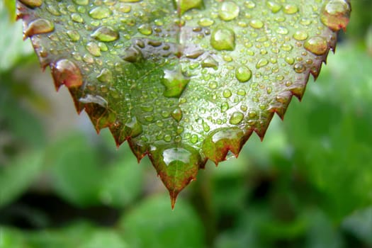 Raindrop