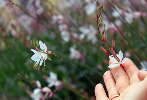 Plant identification is the process of systematically classifying plants on the basis of characteristics and finding out their German or scientific names. (Wikipedia)