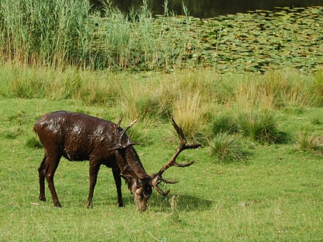 Red deer after mud bath