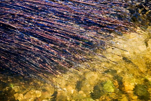 Aquatic plants