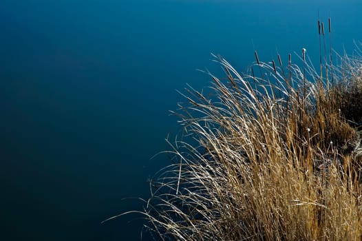 Cattail grass