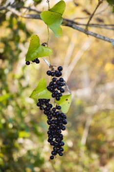 Smilax berries