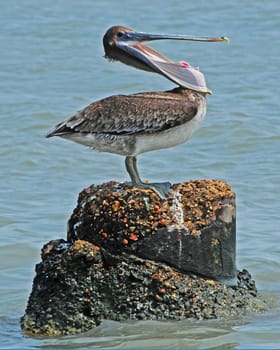 yawning pelican