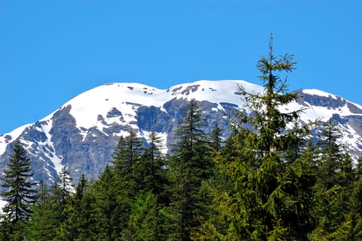 Summer trees on mountain