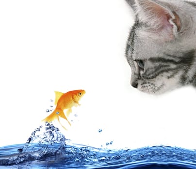 Little cat and red fish