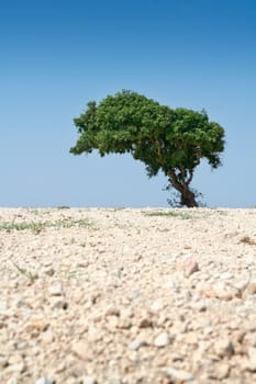 Lonely tree