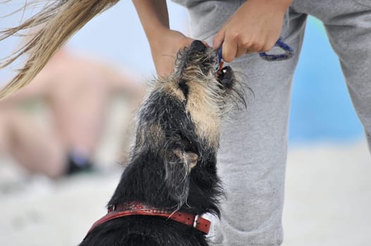Dog at the beach