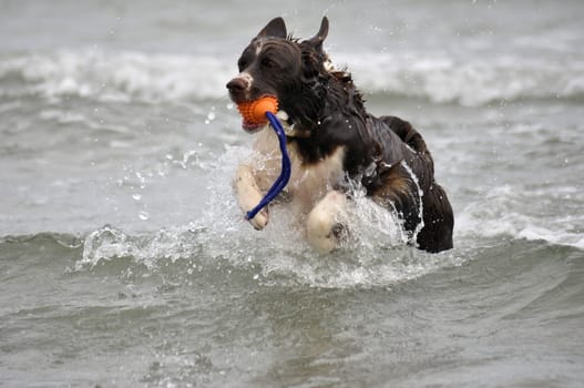 Dog plays in water