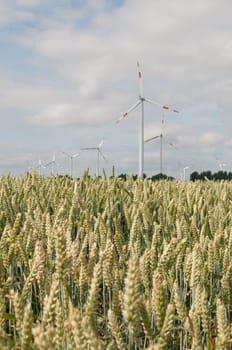 Wind turbines in front of wheat field