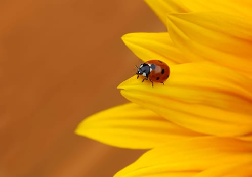 Ladybird