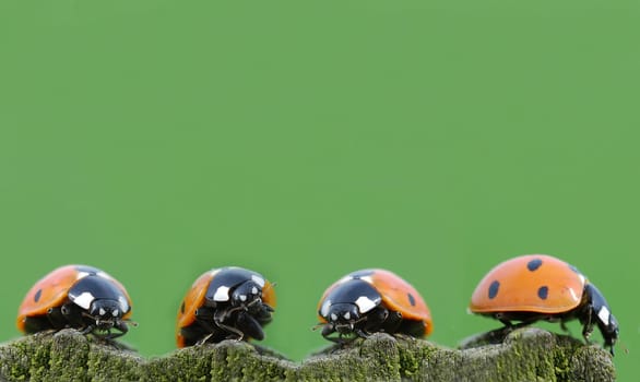 Four Ladybugs