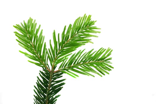 Fir branch