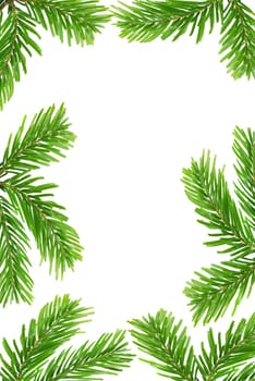 Fir branches