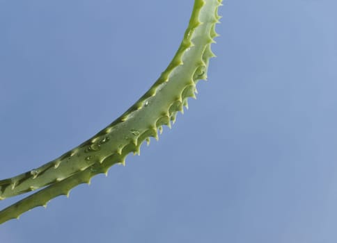 Leaf of aloe over blue background