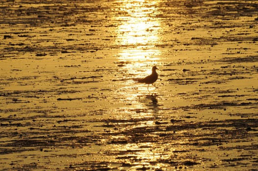 Bird in the mudflats