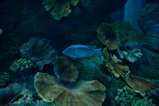 Marine life