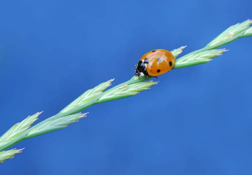 Ladybird