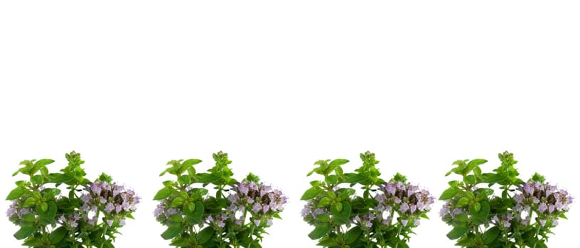 fresh herbs oregano border