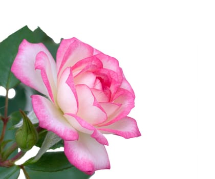 mothers day flower  pink white rose