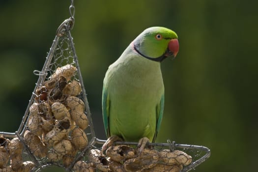Rose-ringed parakeet or ringnecked parakeet